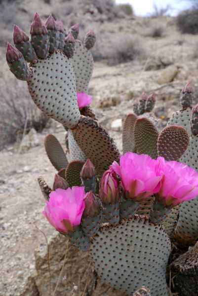 Blooming Beavertail Cactus 