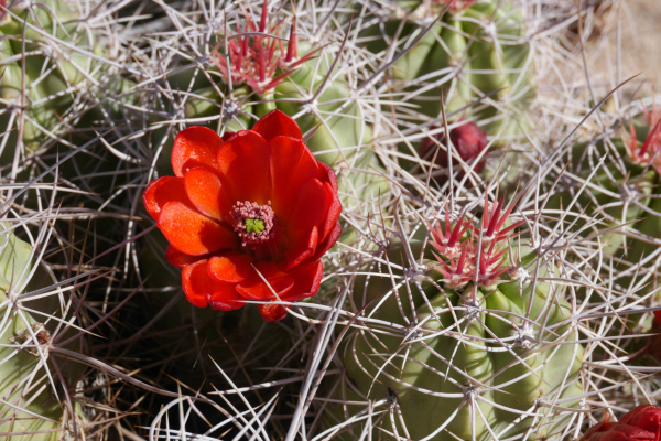 Blooming Claret Cup Cactus 