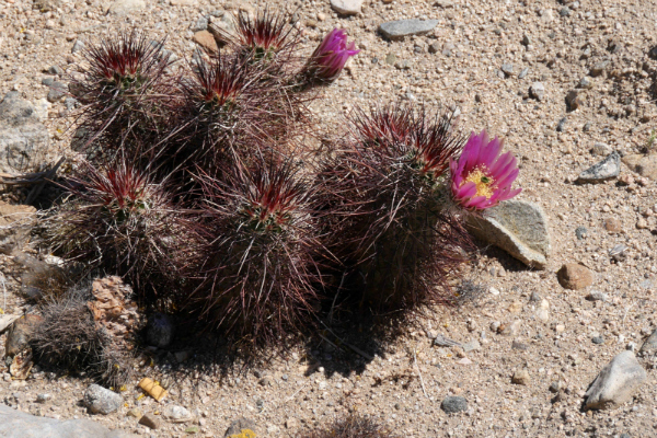 Blooming Hedgehog Cactus