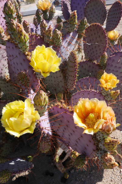 Prickly Pear Cactus in bloom 