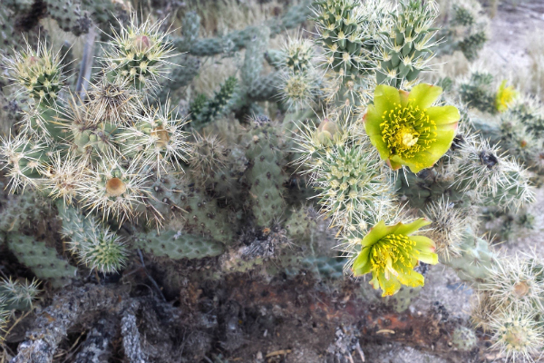 Silver Cholla Cactus in bloom 