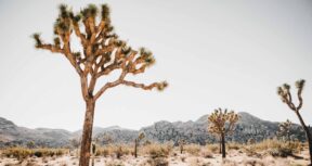 An image of a Joshua Tree with a desert landscape in the background