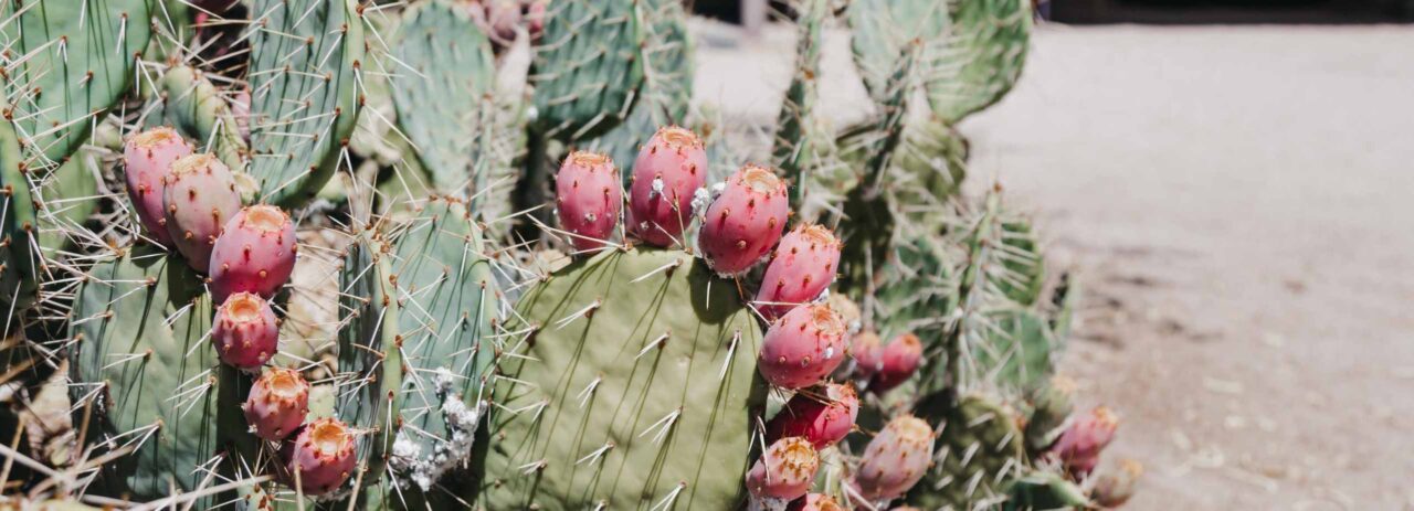A cactus with fruit set