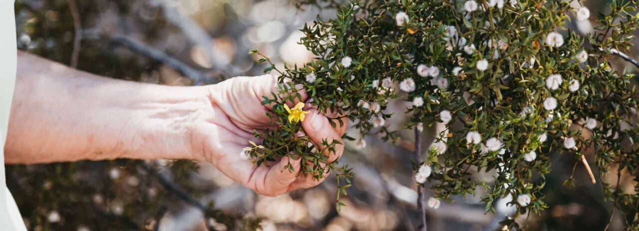 A photo of Pat holding some native brush