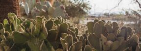 An image of cacti on the 29 Palms grounds