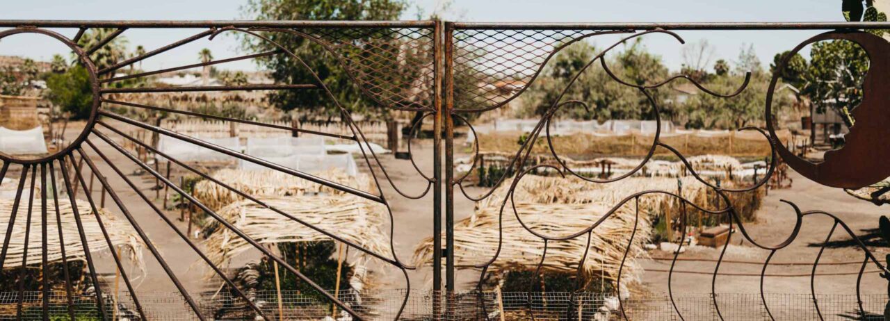 Faultline farm with rows of crops covered by palm fronds