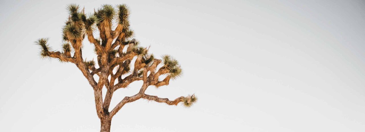 An image of a Joshua Tree with a desert landscape in the background