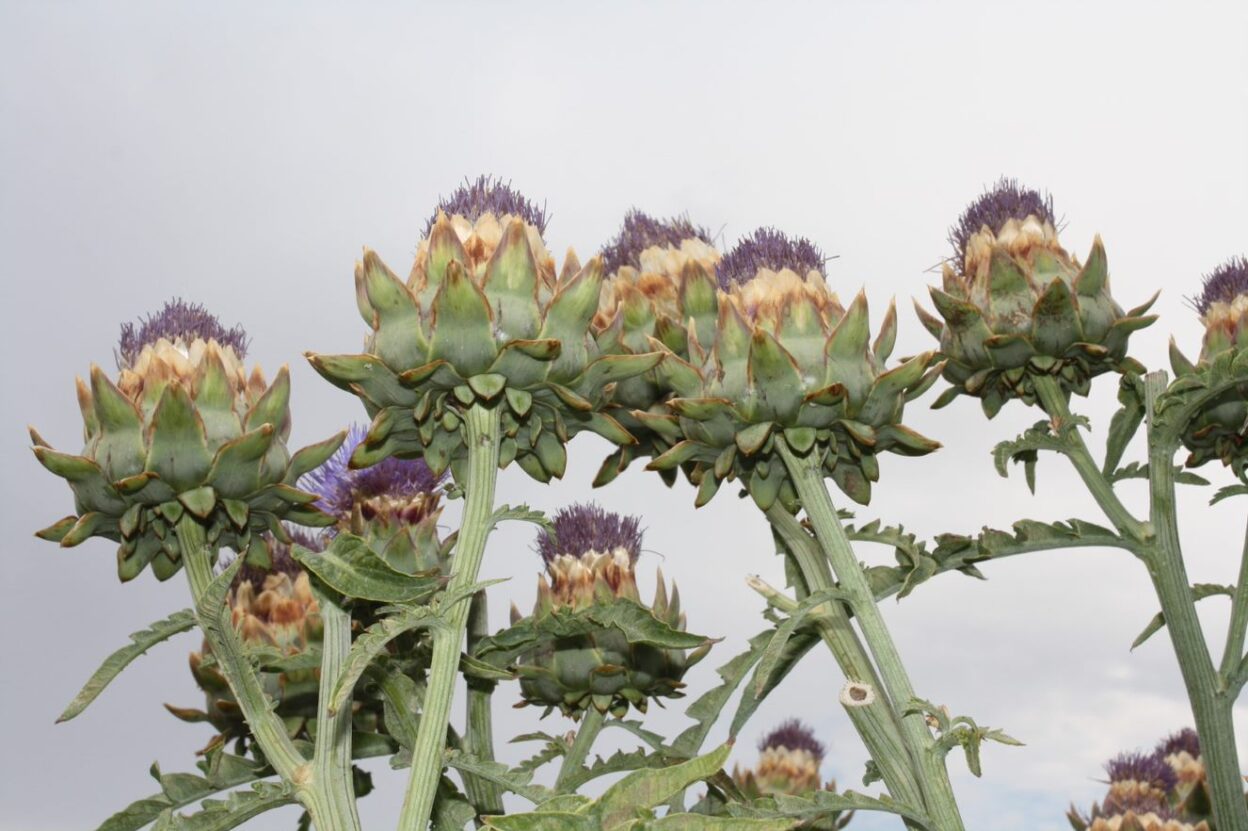 Several blooming artichokes looking towards the grey sky