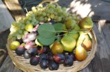 Basket of freshly picked pears, grapes and figs