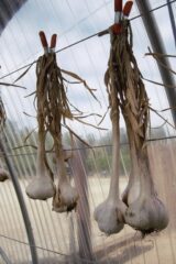 Garlic hanging in the window of our greenhouse