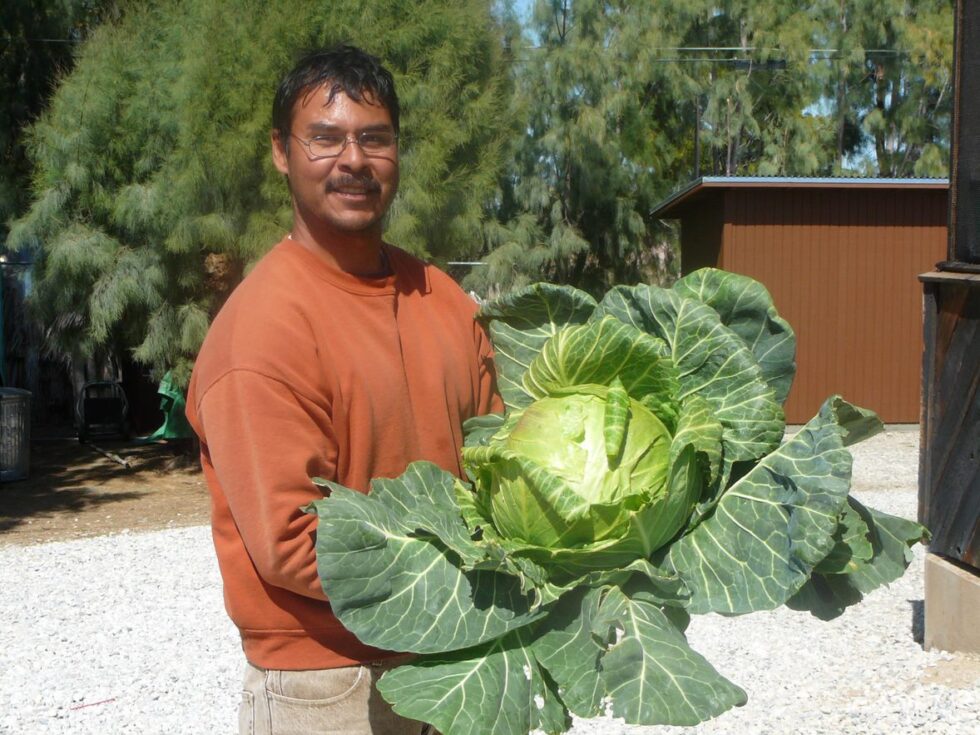 Our gardener with a freshly picked head of cabbage