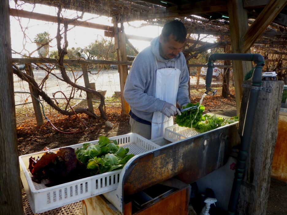 Our gardener washing freshly picked lettuce