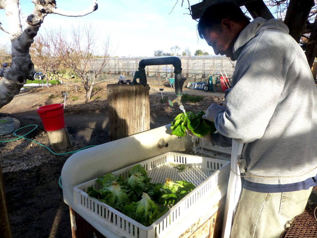 Our gardener washing freshly picked lettuce