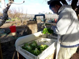 Our gardener washing freshly picked lettuce