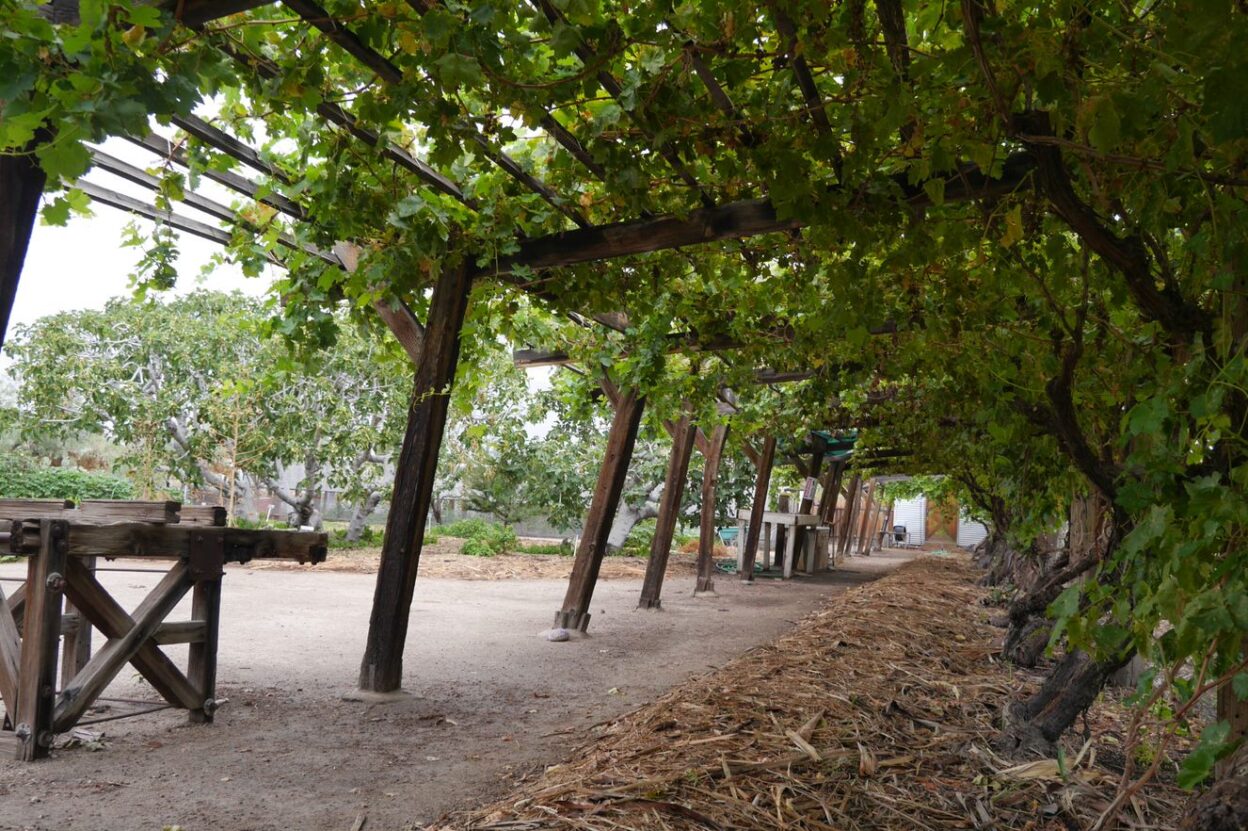 Our grape walkway