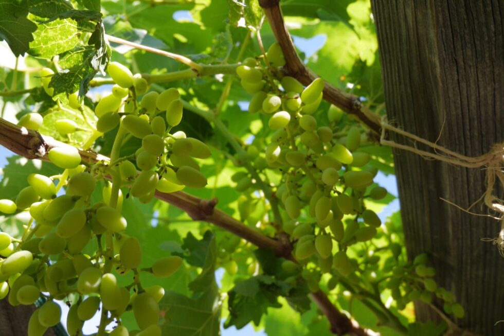 Looking up at hanging grapes