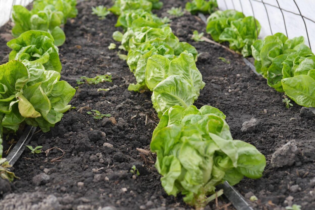 rows of lettuce in garden