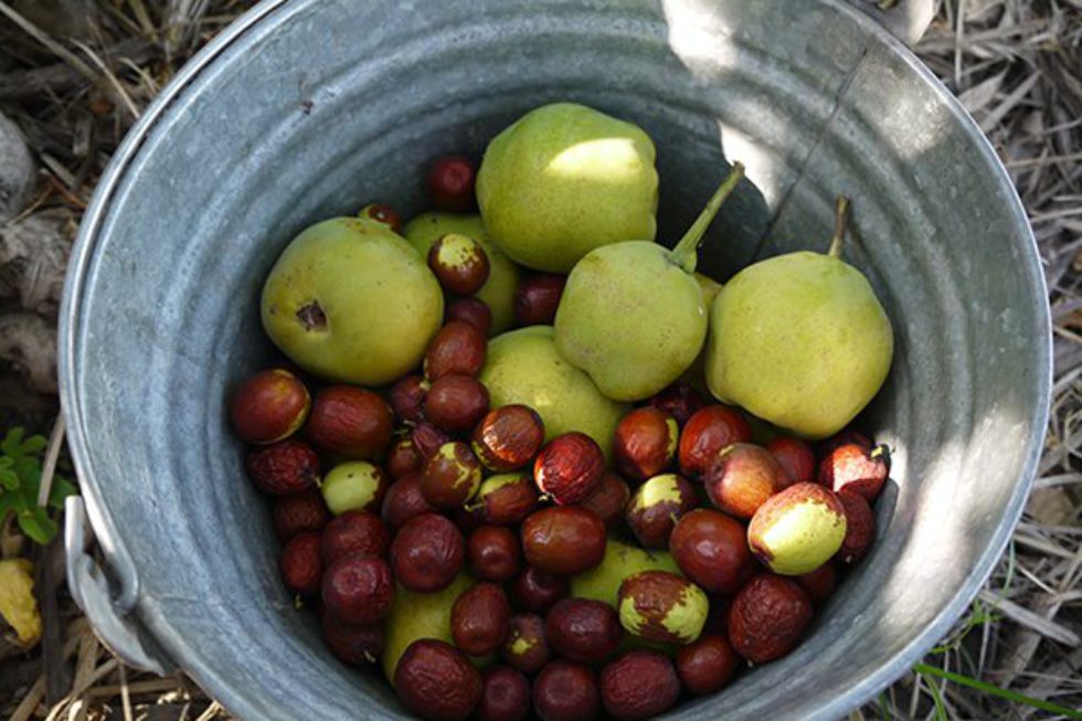 Freshly picked pears and jujubees in a metal bucket