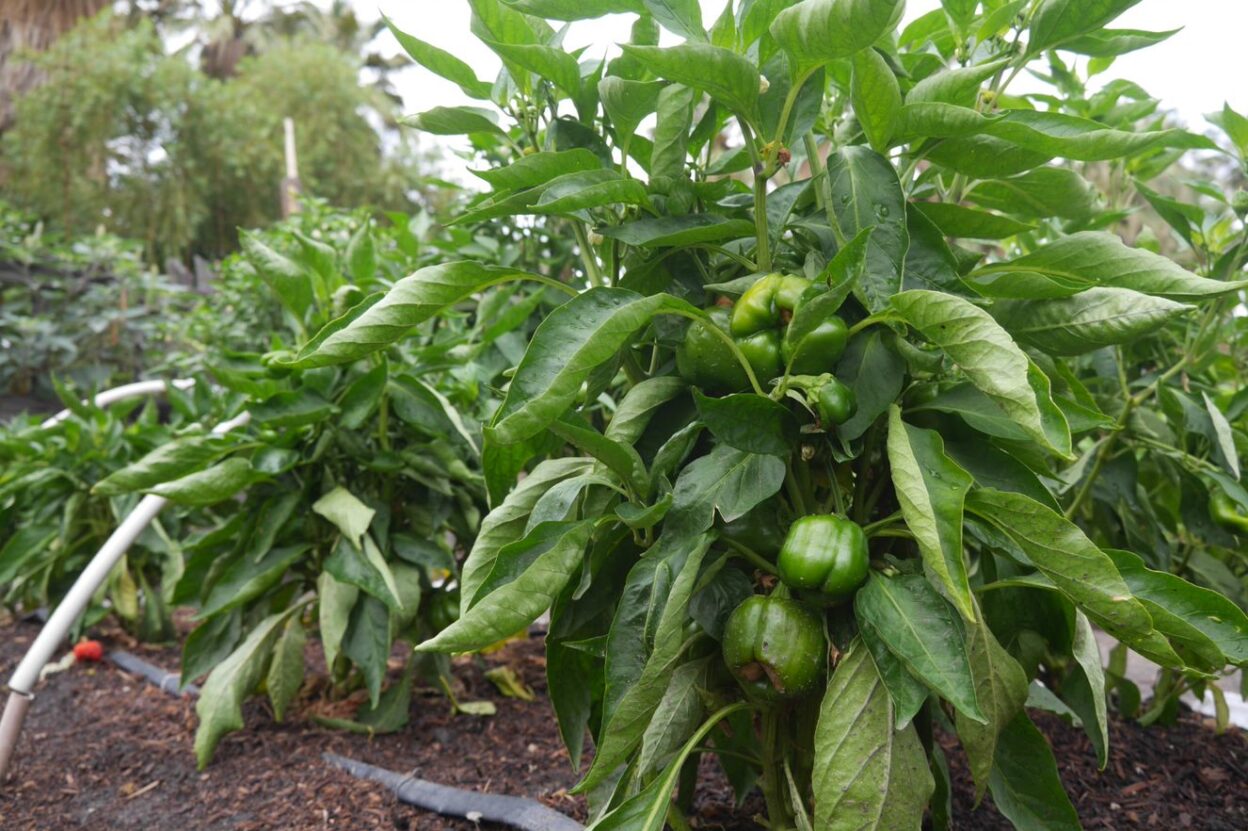 garden peppers on the vine