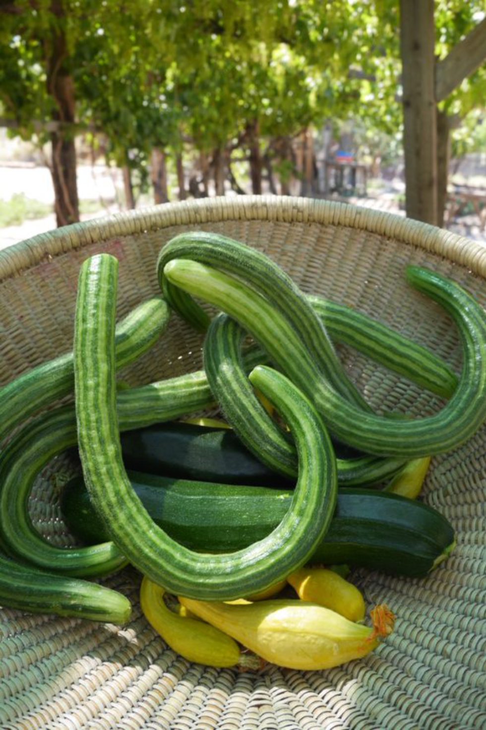 Basket of Armenian cucumbers and assorted squash with hanging grapes in teh background