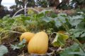 winter squash growing on vines in the garden