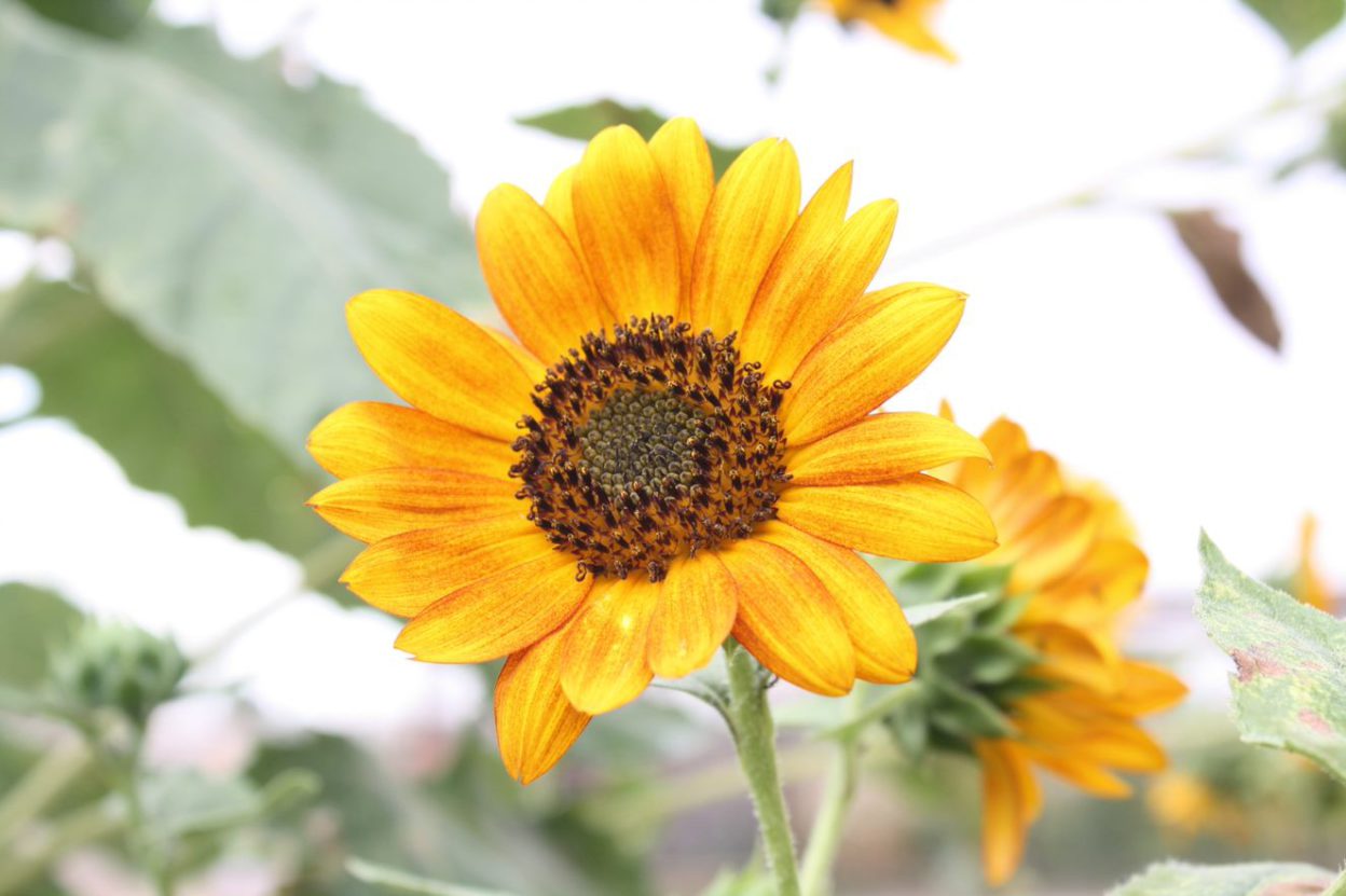 Single sunflower in garden