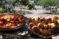 Baskets of tomatoes and peaches with garden in the background