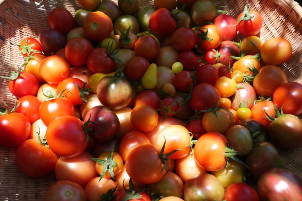Freshly picked garden tomatoes in basket