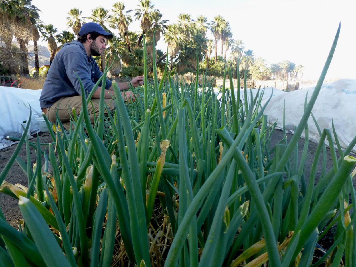 Gardener picking garden scallions