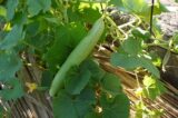 Armenian cucumber on vine in garden
