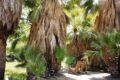 2 Adirondack chairs on the edge of the oasis