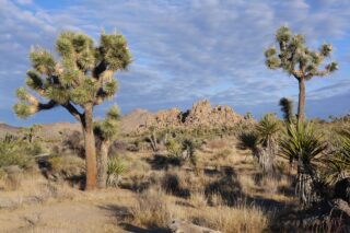 a picture of Joshua trees in the open desert, in the national park