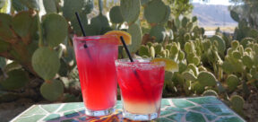 prickly pear drinks in front of cactus garden