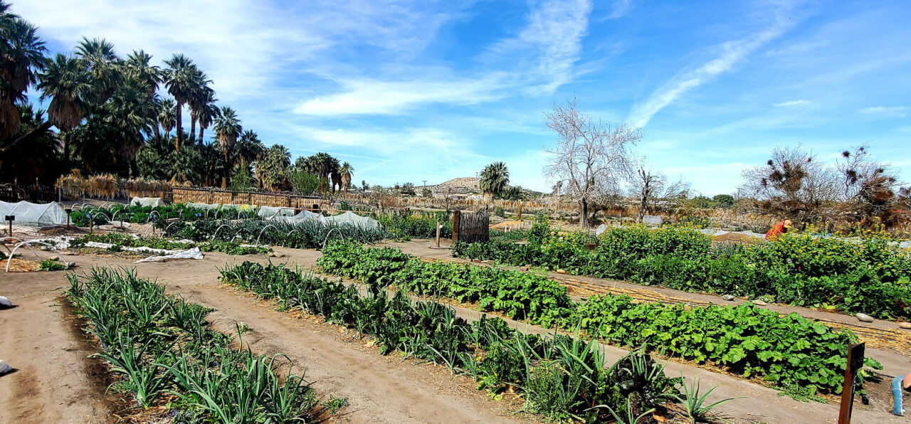 View of the garden and the back of the Oasis